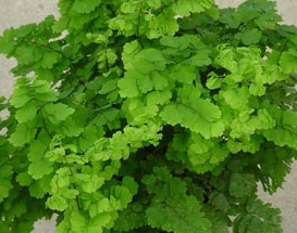 Adiantum raddianum 'Pacific'